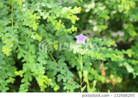 清爽的桔梗花，秋季七草之一 132686205