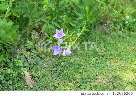 Refreshing bellflower flower, one of the seven herbs of autumn Refreshing bellflower flower, one of the seven herbs of autumn 132686206
