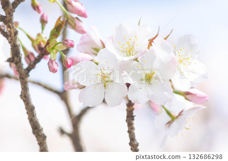 Cherry blossoms [variety: Koshioyama] 132686298