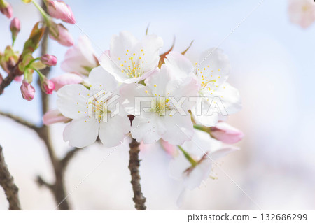 Cherry blossoms [variety: Koshioyama] 132686299