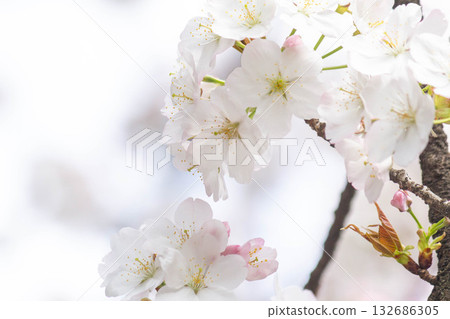 櫻花[品種：越山] 132686305