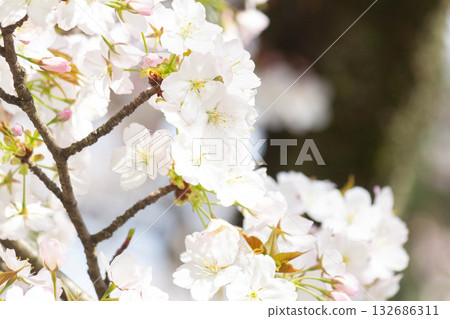 櫻花[品種：越山] 132686311