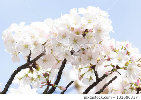Cherry blossoms [variety: Koshioyama] 132686317