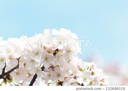 Cherry blossoms [variety: Koshioyama] 132686319