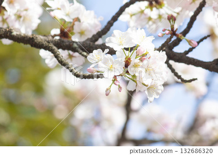Cherry blossoms [variety: Koshioyama] 132686320