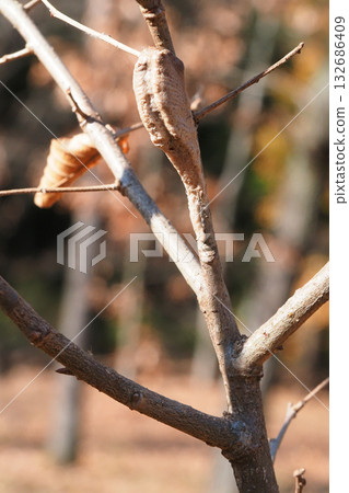 An egg of Mus mamushi 132686409