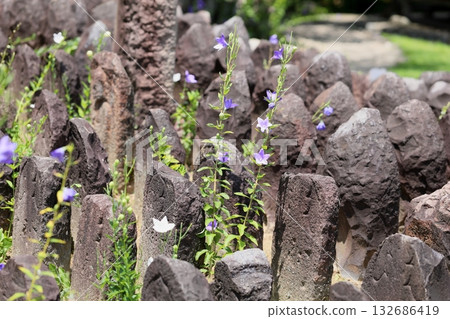風鈴草和一組石佛像 風鈴草和一組石佛像 132686419