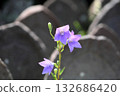 清爽的桔梗花，秋季七草之一 132686420