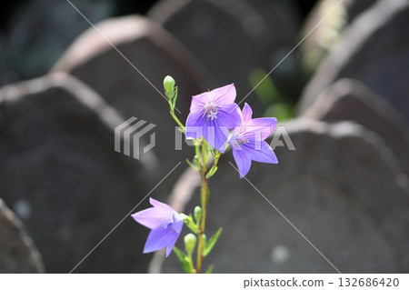 清爽的桔梗花,秋季七草之一 清爽的桔梗花,秋季七草之一 132686420