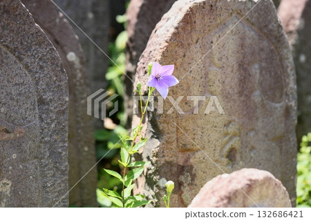 清爽的桔梗花,秋季七草之一 清爽的桔梗花,秋季七草之一 132686421