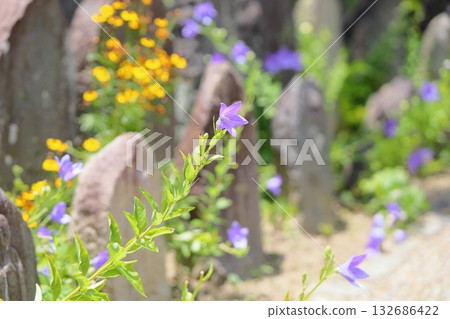 清爽的桔梗花，秋季七草之一 132686422