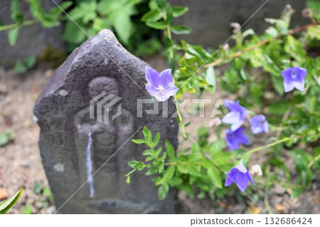 清爽的桔梗花,秋季七草之一 清爽的桔梗花,秋季七草之一 132686424