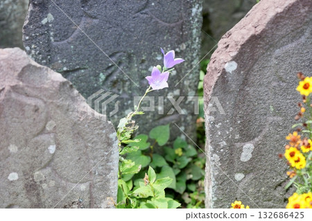 清爽的桔梗花，秋季七草之一 132686425