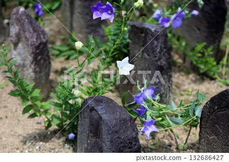 Refreshing bellflower flower, one of the seven herbs of autumn Refreshing bellflower flower, one of the seven herbs of autumn 132686427
