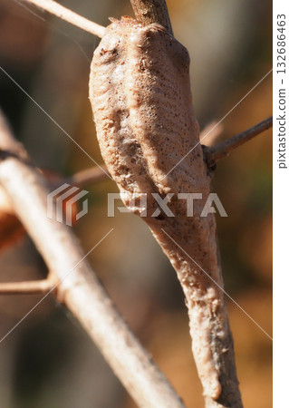 Mus mamushi的一個雞蛋 132686463