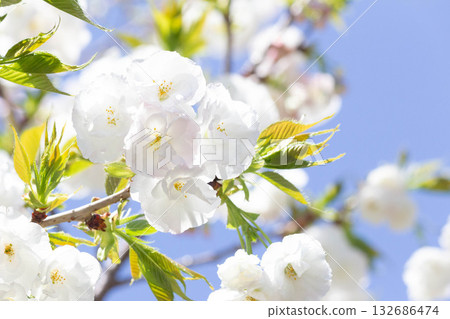 Cherry blossoms [variety: Shirotae] 132686474