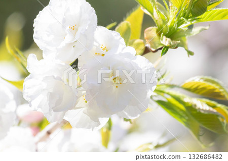 櫻花[品種：城台] 132686482