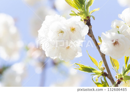 櫻花[品種：城台] 132686485