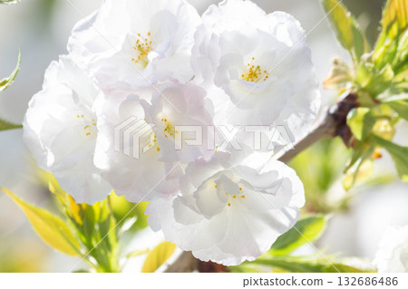 櫻花[品種：城台] 132686486