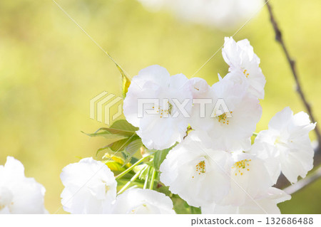 Cherry blossoms [variety: Shirotae] 132686488