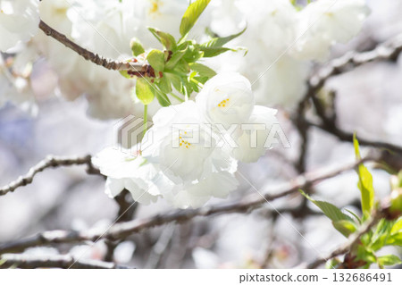 Cherry blossoms [variety: Shirotae] 132686491