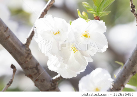 櫻花[品種：城台] 132686495