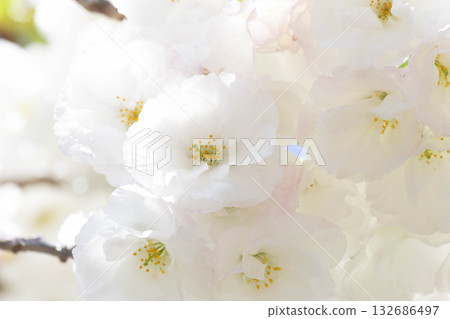 Cherry blossoms [variety: Shirotae] 132686497