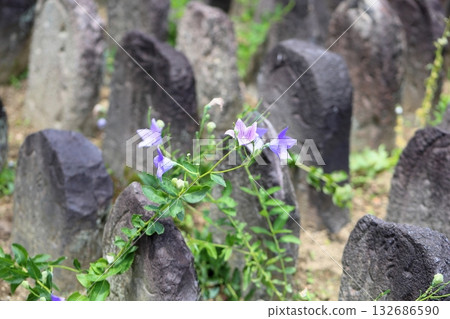 Refreshing bellflower flower, one of the seven herbs of autumn Refreshing bellflower flower, one of the seven herbs of autumn 132686590