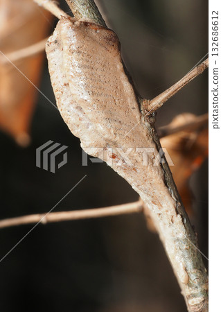 An egg of Mus mamushi 132686612