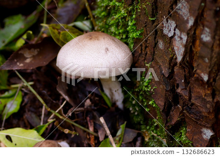 野生蘑菇 132686623