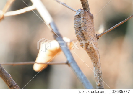 An egg of Mus mamushi 132686827