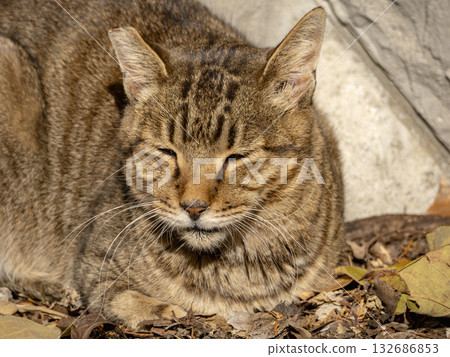 A cat slumbering in the winter sun A cat slumbering in the winter sun 132686853