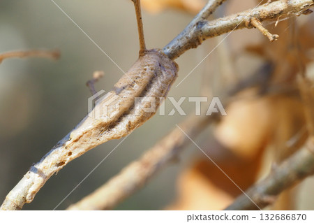 An egg of Mus mamushi 132686870