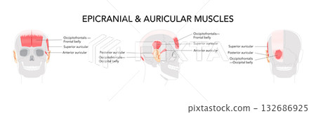 Head side and front muscle chart, occipitofrontalis, auricular muscles superior anterior posterior, anatomical 132686925