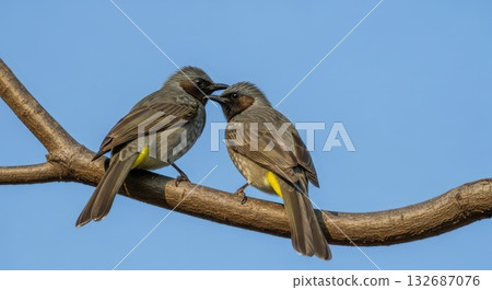 一對友善的棕耳鵯的照片 132687076