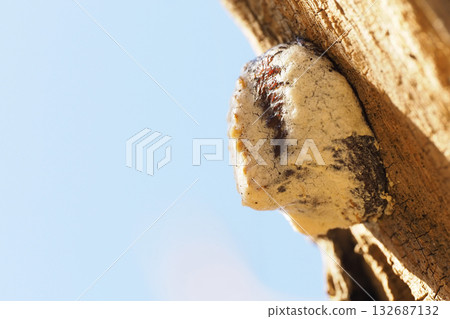 Eggs of the red-tailed mantis Eggs of the red-tailed mantis 132687132