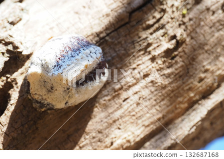 紅尾螳螂的卵 132687168