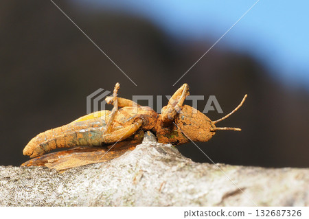 莫扎特的陰霾(蚱蜢) 莫扎特的陰霾(蚱蜢) 132687326