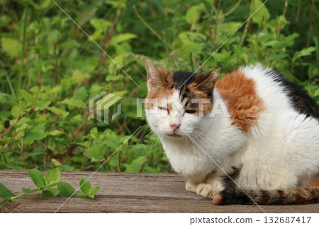 A cat resting on a bench 132687417