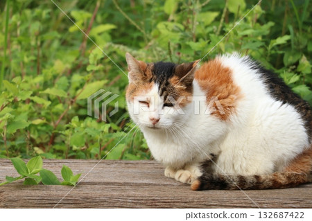 A cat resting on a bench 132687422