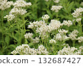 White flowers of Eupatorium japonicum 132687427