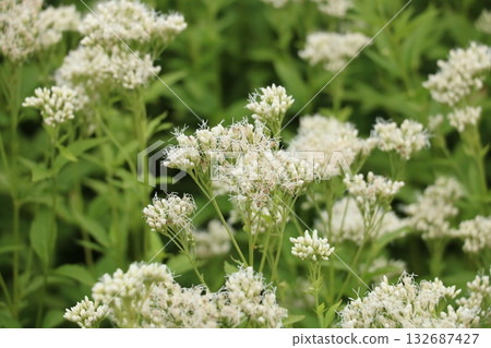 日本澤蘭的白色花朵 日本澤蘭的白色花朵 132687427