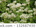 White flowers of Eupatorium japonicum 132687430