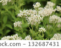 White flowers of Eupatorium japonicum 132687431