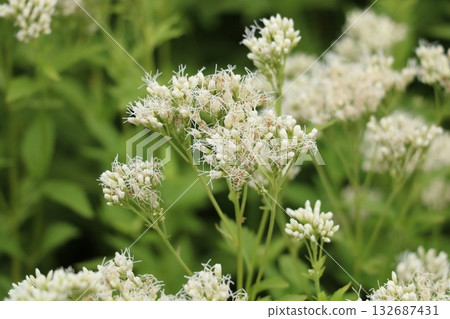 White flowers of Eupatorium japonicum White flowers of Eupatorium japonicum 132687431