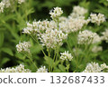 White flowers of Eupatorium japonicum 132687433