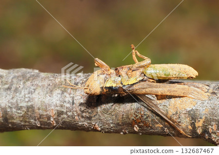 Haze of Mozart (grasshopper) Haze of Mozart (grasshopper) 132687467