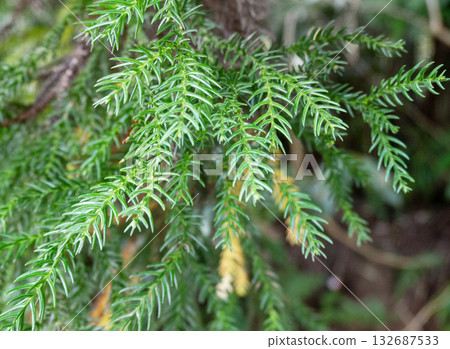 Cedar leaves 132687533