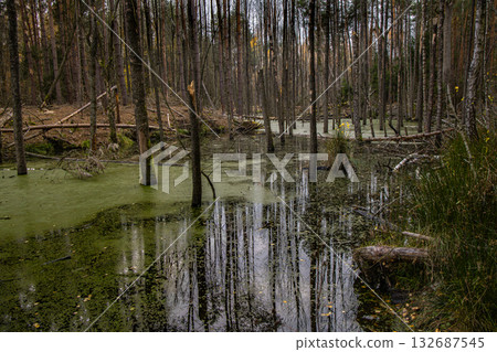 View of a forest swamp with trees reflected in calm green water during autumn in Poland. 132687545