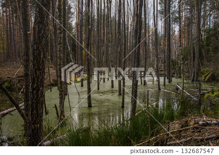 View of a forest swamp with trees reflected in calm green water during autumn in Poland. 132687547